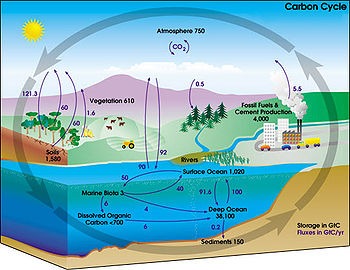 Esquema del ciclo del carbono.